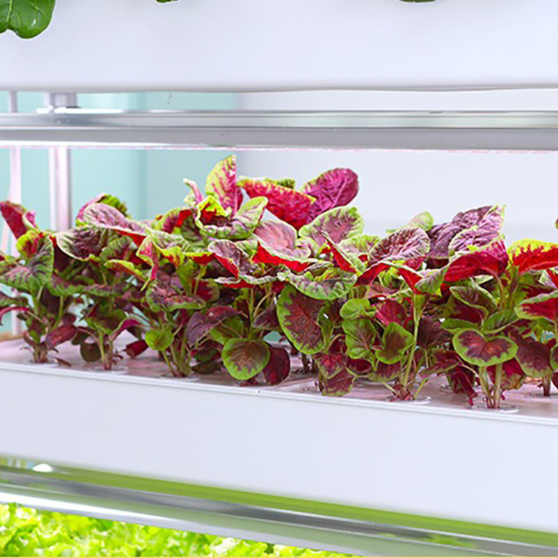 Sistema de cultivo hidropónico - Smart Garden Box reseña y precio