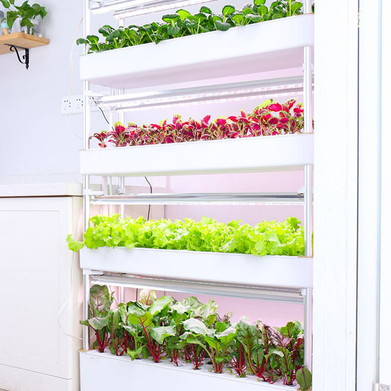 Sistema de cultivo hidropónico - Smart Garden Box reseña y precio
